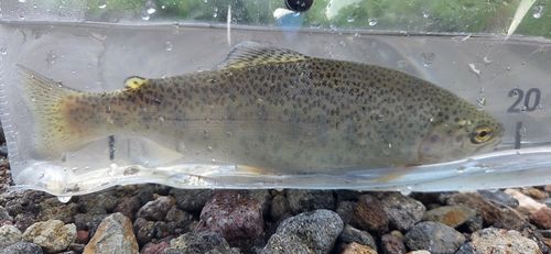 ニジマスの釣果