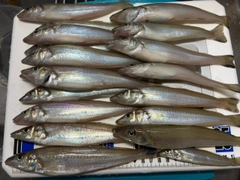 シロギスの釣果