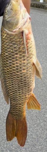 コイの釣果