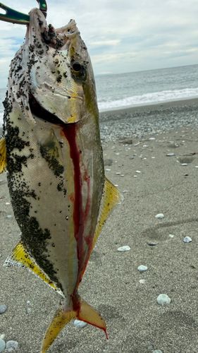 ショゴの釣果