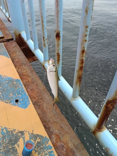 サッパの釣果