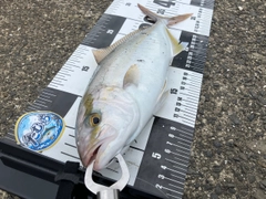 ショゴの釣果