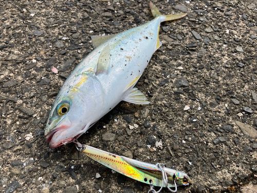 ツバスの釣果