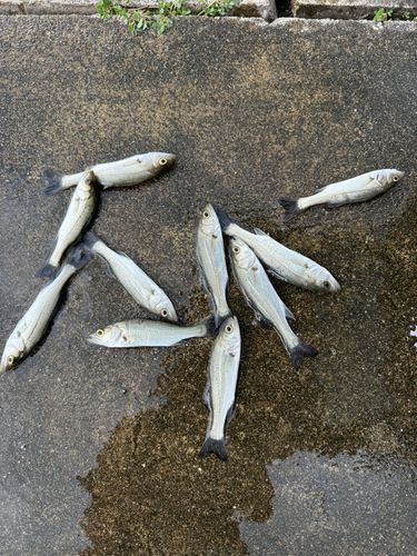 セイゴ（タイリクスズキ）の釣果