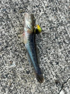 ハゼの釣果
