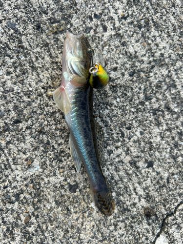 ハゼの釣果