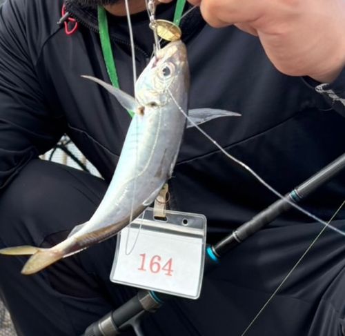 マアジの釣果