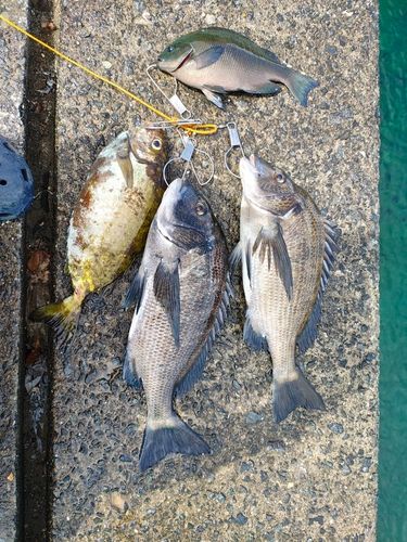 チヌの釣果