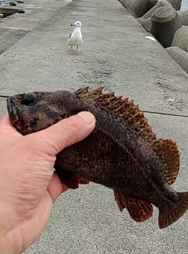 ムラソイの釣果
