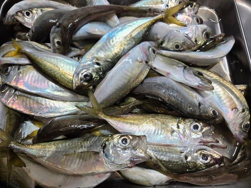 マアジの釣果