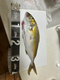 ネリゴの釣果