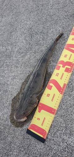マゴチの釣果