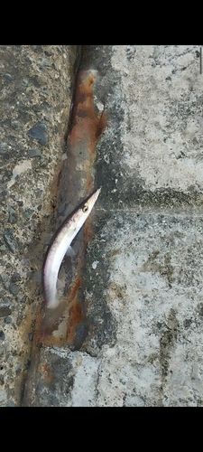 カマスの釣果