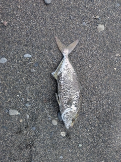 ショゴの釣果