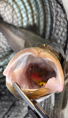 シーバスの釣果