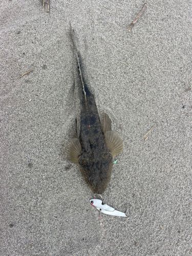 マゴチの釣果