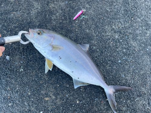 ショゴの釣果