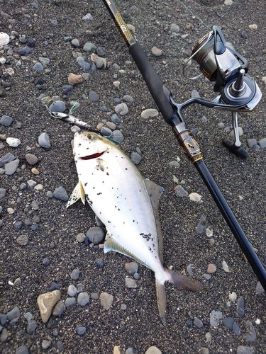 ショゴの釣果