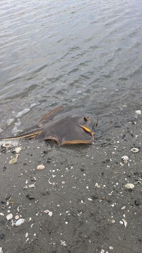 アカエイの釣果