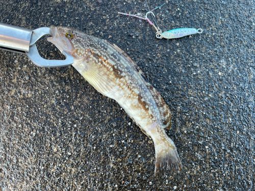 アイナメの釣果