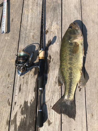 ブラックバスの釣果