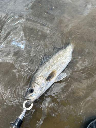 スズキの釣果