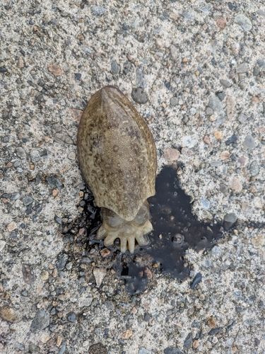 コウイカの釣果