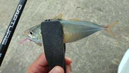 アオアジの釣果
