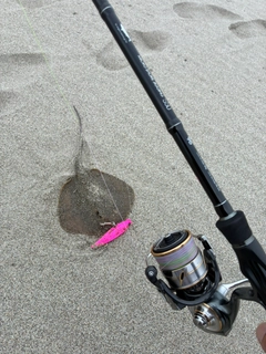 エイの釣果