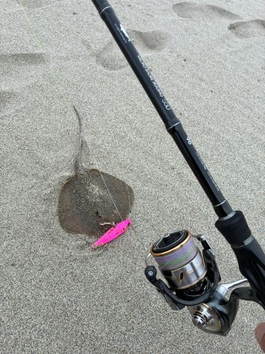 エイの釣果