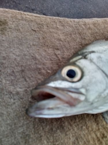セイゴ（ヒラスズキ）の釣果