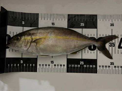 ショゴの釣果