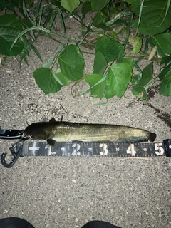 マナマズの釣果