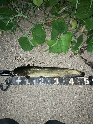 マナマズの釣果