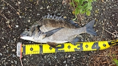 チヌの釣果