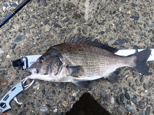 クロダイの釣果