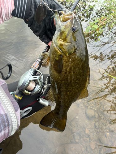 スモールマウスバスの釣果