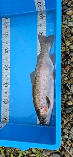 ニジマスの釣果