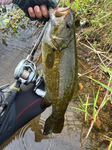 スモールマウスバスの釣果