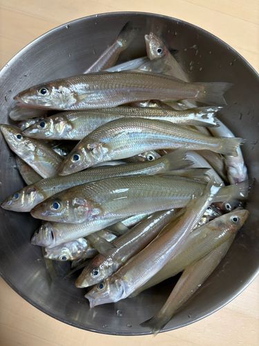 シロギスの釣果