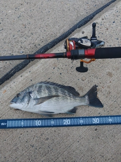 クロダイの釣果