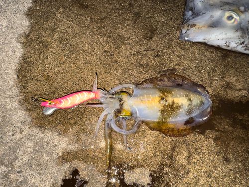 アオリイカの釣果