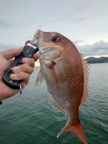 タイの釣果