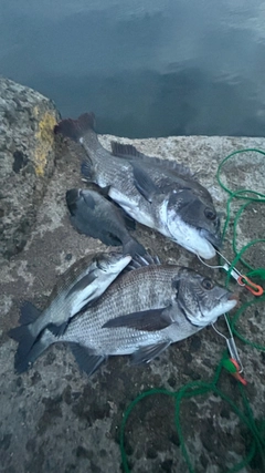 チヌの釣果