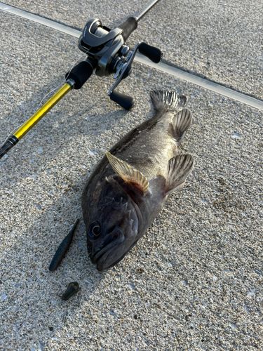 クロソイの釣果