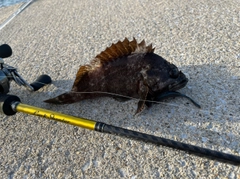 ムラソイの釣果