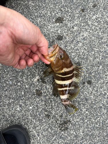アオハタの釣果