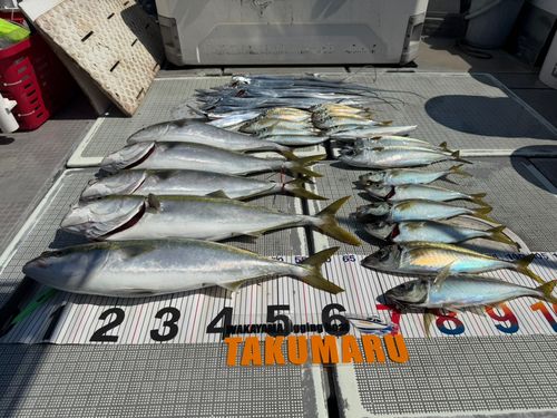メジロの釣果