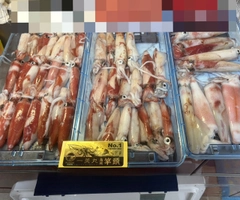 ケンサキイカの釣果