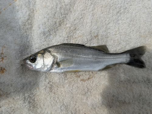 セイゴ（マルスズキ）の釣果